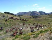 Ranch Rider
